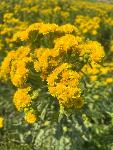 Marsh Fleawort