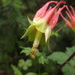 Skinner's Columbine - Photo (c) Aaron Balam, all rights reserved, uploaded by Aaron Balam