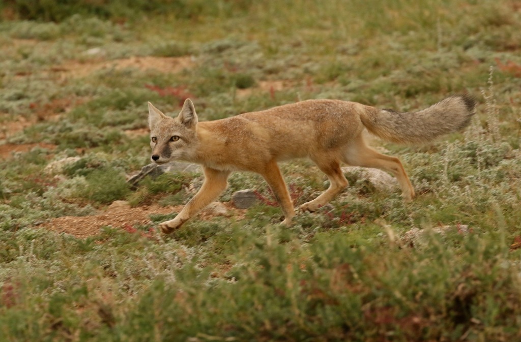 Corsac fox - Wikipedia