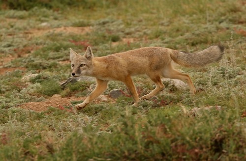 Corsac Fox