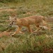 Corsac Fox - Photo (c) janeyd, all rights reserved, uploaded by janeyd