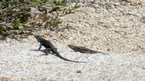 iNaturalist observation photo of Western Fence Lizard