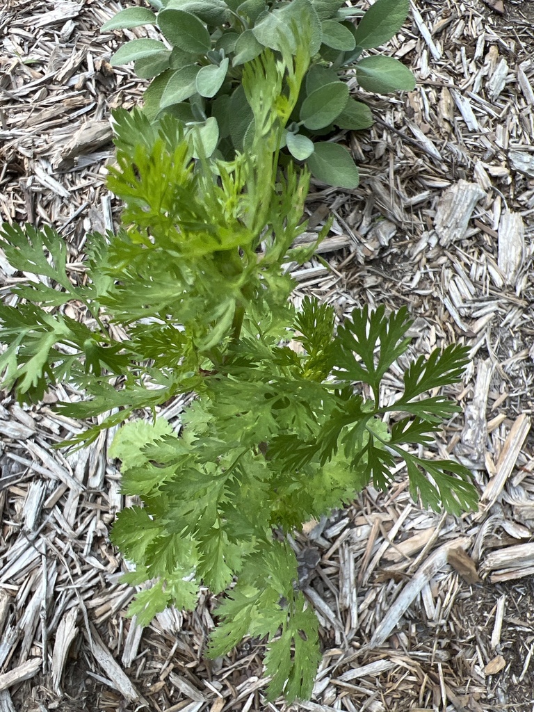 Coriandrum sativum