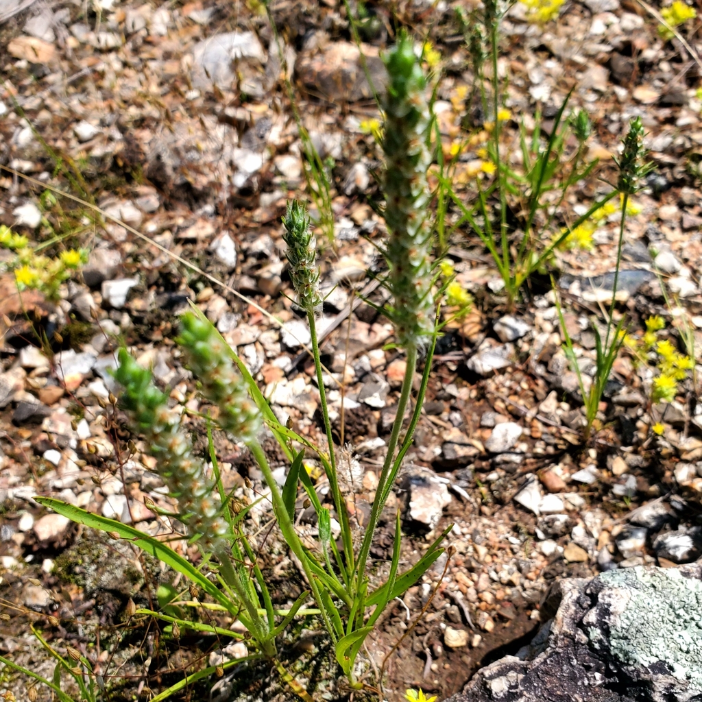 Plantago