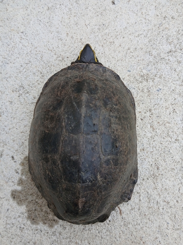 Domed Malayan Box Turtle