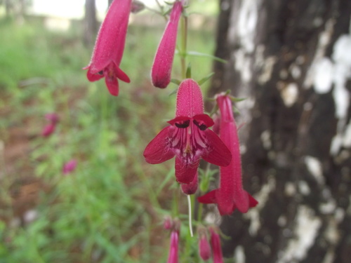 Cerro Mohinora Beardtongue (Penstemon mohinoranus)