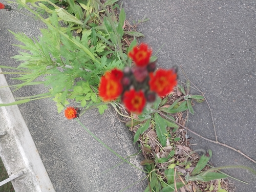 orange hawkweed