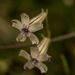 Elegant Catchfly - Photo (c) tomopteris, all rights reserved, uploaded by tomopteris