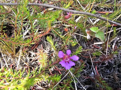 Cuphea arenarioides