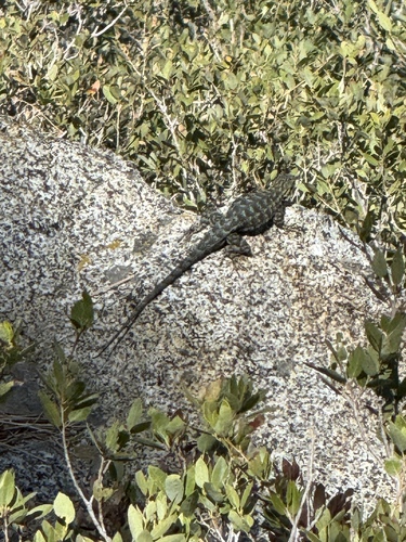 iNaturalist observation photo of Western Fence Lizard