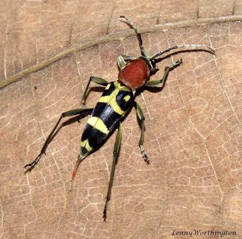 Chlorophorus rubricollis