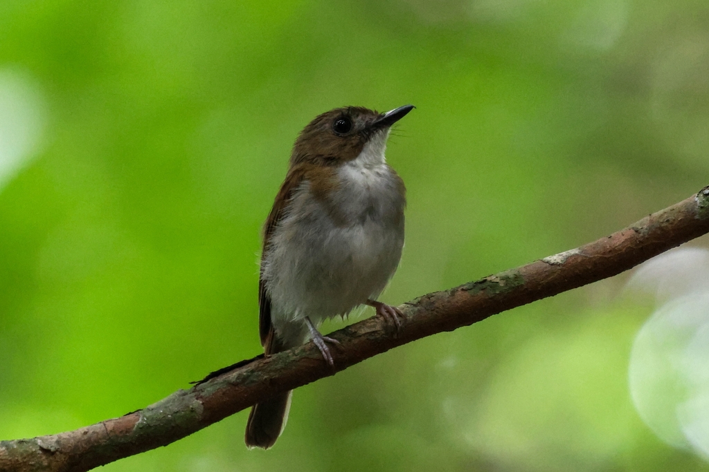 Gray-chested Jungle Flycatcher photo