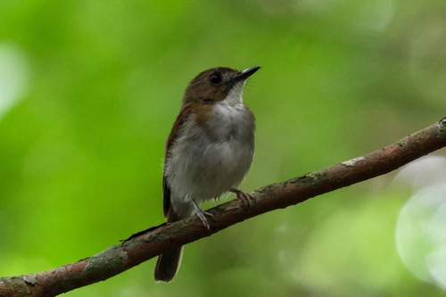 Gray-chested Jungle Flycatcher