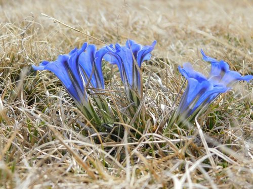 Gentiana grandiflora