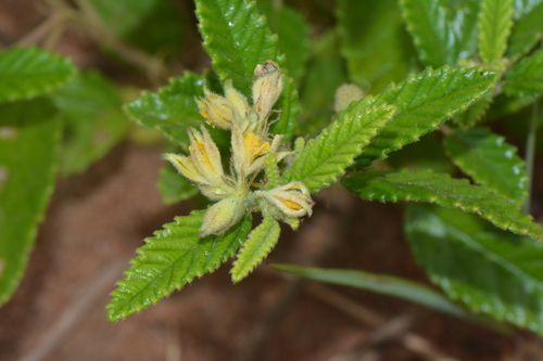 Corchorus junodii
