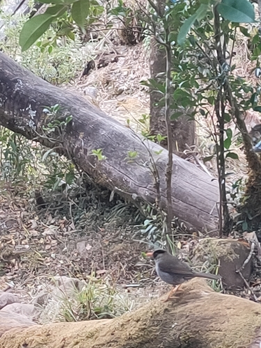 Subspecies Turdus turdoides turdoides · iNaturalist