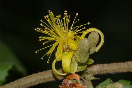 warty donkeyberry (Grewia forbesii)