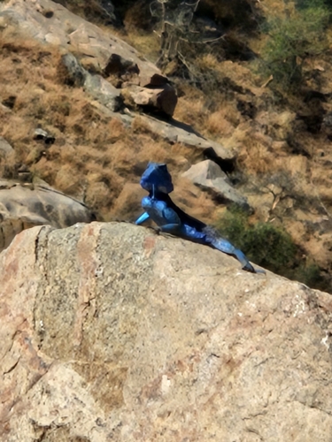 Yemen rock agama