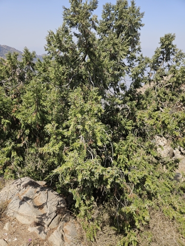 African juniper