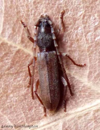 Dymasius