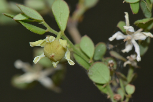 Phyllanthus macranthus