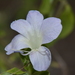 Barleria matopensis - Photo (c) Warren McCleland, all rights reserved, uploaded by Warren McCleland