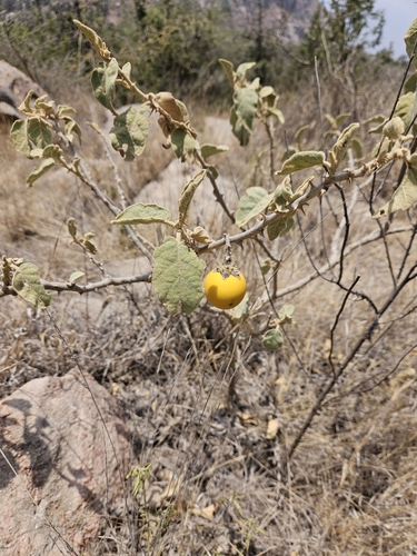 bitter tomato