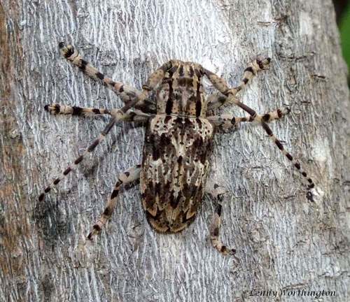 Subgenus Coptops · iNaturalist