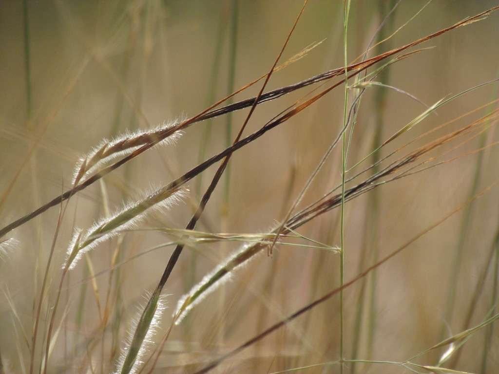 Heteropogon contortus (Heteropogon contortus)