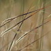 Heteropogon contortus - Photo (c) Shreekant Deodhar, όλα τα δικαιώματα διατηρούνται, uploaded by Shreekant Deodhar