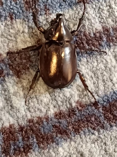 Xylotrupes socrates tonkinensis