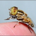 Eristalinus - Photo (c) Barbara Caio, all rights reserved, uploaded by Barbara Caio