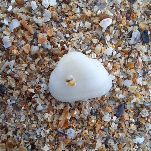 Striarca lactea