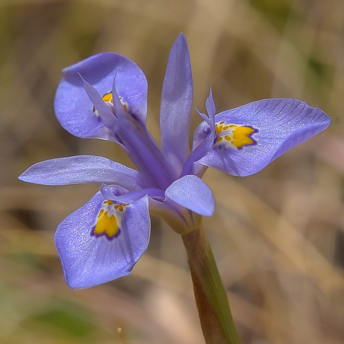 Moraea