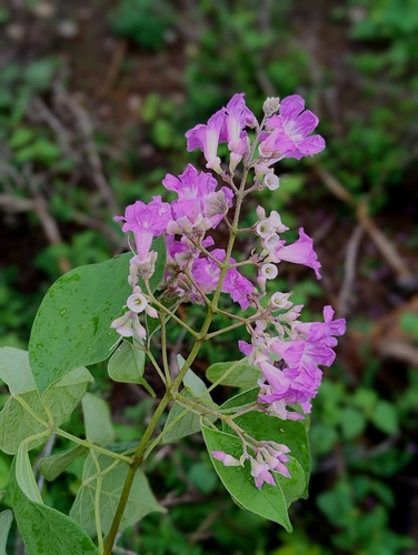 Fridericia bahiensis