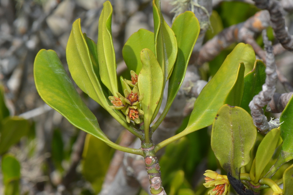 Ceriops tagal (Ceriops tagal)