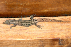 Sphaerodactylus graptolaemus image