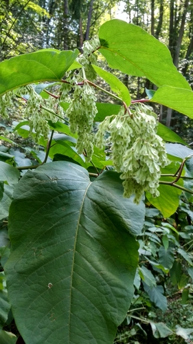 Giant Knotweed