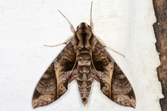 Eumorpha triangulum image
