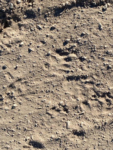 Taxidea taxus