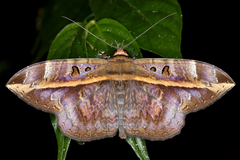 Image of Hemeroblemma ochrolinea