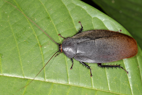 Familia Nyctiboridae · iNaturalist Ecuador