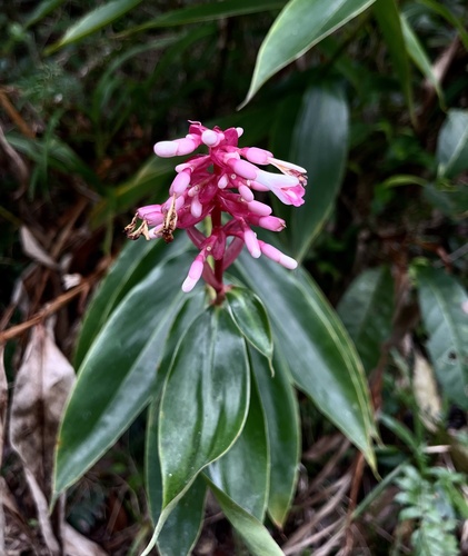 Renealmia jamaicensis