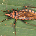 Chinche Vector de Chagas - Photo (c) gernotkunz, todos los derechos reservados, subido por gernotkunz