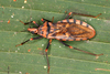 Chinche Vector de Chagas - Photo (c) gernotkunz, todos los derechos reservados, subido por gernotkunz