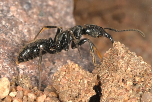 African stink ant