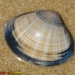 Rayed Trough Shell - Photo (c) Valter Jacinto, all rights reserved