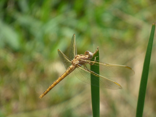Yellow-Veined Skimmer