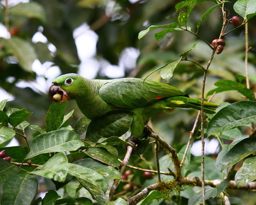 Mealy Parrot (Amazona farinosa) · iNaturalist