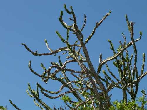 Euphorbia lividiflora